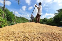 Giá gạo thế giới được dự báo tiếp tục duy trì ở mức cao