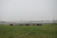 Yêu cầu bổ sung Đồ án Quy hoạch huyện Mê Linh