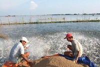 Bỏ thuế VAT đối với thức ăn chăn nuôi