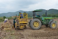 Thu lãi tiền tỷ mỗi vụ nhờ trồng mía trên cánh đồng mẫu lớn