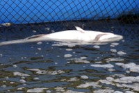 Người nuôi cá lồng Long Sơn điêu đứng vì cá chết hàng loạt (ảnh: nhandan.com.vn)
