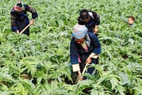 HAI đặt mục tiêu bán tối thiểu 60% lượng cổ phiếu phát hành thêm