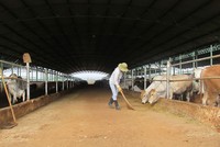 Hoàng Anh Gia Lai, doanh thu bán bò giảm 611 tỷ đồng, quý III lỗ thêm 77 tỷ đồng