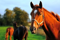 7 bài học kinh doanh từ... loài ngựa