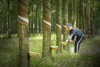 7 tháng, Cao su Phước Hòa (PHR) ước lãi hơn 220 tỷ đồng