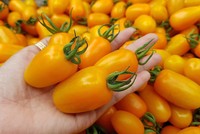 Kiếm trăm triệu mỗi tháng nhờ độc chiêu trồng cà chua từ... trứng gà và sữa