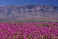 Mưa biến hoang mạc ở Chi-lê thành thiên đường hoa