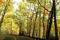 Cung đường vàng mơ