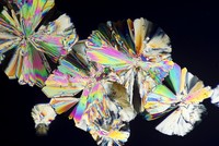 Hình ảnh lạ lẫm của các loại thực phẩm hàng ngày dưới ống kính hiển vi