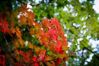 Mùa thu thơ mộng ở Triều Tiên qua góc máy du khách Việt