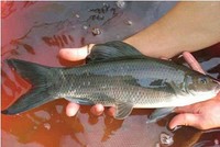 Ngược vùng cao “săn” cá tiến Vua