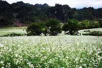 Cuối năm về Mộc Châu ngắm hoa cải nở trắng đồi