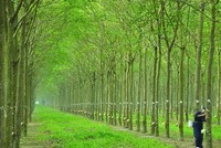 Inruco đấu giá thành công, thu về hơn 37 tỷ đồng