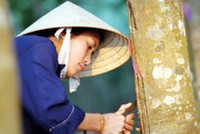 Cao su Phước Hòa (PHR) chính thức có Tổng giám đốc mới