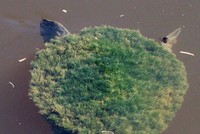 Những bức ảnh về tự nhiên sẽ khiến bạn phải kinh ngạc