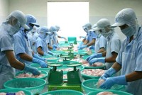 Thủy sản Cửu Long An Giang (ACL) tạm ứng cổ tức 20% bằng tiền mặt