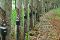 Cao su Tân Biên (RTB) chi gần 90 tỷ đồng trả cổ tức