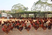 Dabaco (DBC) đặt kế hoạch lợi nhuận sau thuế gần 360 tỷ đồng trong năm 2019