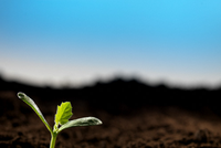 Big-Trends: Cơ hội xuất hiện ở các cổ phiếu vừa và nhỏ