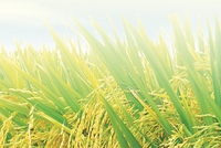 Giống cây trồng Miền Nam (SSC) tạm ứng cổ tức 20% bằng tiền mặt