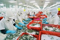 Thủy sản Minh Phú (MPC) sẽ trả cổ tức 50% bằng tiền mặt trong quý I/2019