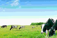 Vinamilk sẽ chào mua tối đa gần 47% cổ phần GTN, giá 13.000 đồng/CP