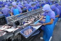 Đầu tháng 6/2019, Vĩnh Hoàn (VHC) sẽ chi gần 185 tỷ đồng trả cổ tức đợt 2/2018