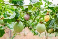 Người của Thaco giữ chức Phó chủ tịch HĐQT Nông nghiệp quốc tế Hoàng Anh Gia Lai (HNG)