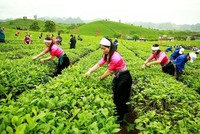 Thoái vốn khỏi GTNfoods (GTN), Đầu tư BZZ thu về hơn 306 tỷ đồng