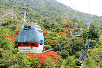 Cáp treo Núi Bà Tây Ninh (TCT) bất ngờ trả cổ tức, 20% bằng tiền mặt