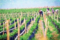 Danh tính công ty mua lại gần 40 triệu cổ phiếu HNG từ ông Trần Bá Dương