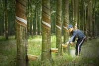 Cao su Phước Hoà (PHR) chi 264 tỷ đồng trả cổ tức đợt 2/2022, tỷ lệ 19,5%