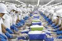 Vĩnh Hoàn (VHC) sẽ mua lại 2 triệu cổ phiếu quỹ