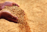 Tập đoàn Lộc Trời (LTG) trả cổ tức năm 2018 bằng tiền mặt, tỷ lệ 16%