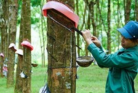 Tập đoàn Công nghiệp Cao su Việt Nam (GVR) được chấp thuận niêm yết trên HOSE