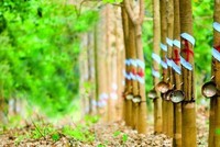 Cao su Phước Hòa (PHR): Quý I/2020, lợi nhuận tăng trưởng gần 160% so với cùng kỳ