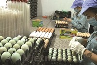 Dabaco Việt Nam (DBC): Thành viên HĐQT đăng ký bán nửa triệu cổ phiếu