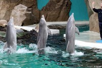 Cạn kiệt tiền, vườn thú cân nhắc việc “xẻ thịt” động vật làm nguồn thức ăn