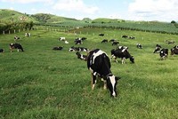 Vinamilk (VNM) chi hơn 5.120 tỷ đồng trả cổ tức, tỷ lệ 24,5%