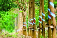 Cao su Phước Hòa (PHR) đặt mục tiêu lãi năm 2024 giảm gần nửa, dự kiến trả cổ tức 20%