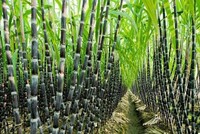 Gửi câu hỏi điều tra chống bán phá giá một số sản phẩm mía đường từ Thái Lan