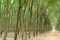 Hơn 81 triệu cổ phiếu Cao su Sông Bé sẽ chính thức giao dịch trên UPCoM