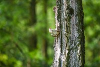 Thông Quảng Ninh (TQN) chốt quyền trả cổ tức 22,28% bằng tiền