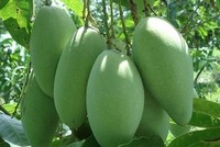 Xuất khẩu xoài sang Úc tăng trưởng mạnh