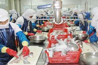 Thủy sản Ngô Quyền (NGC) dự kiến chào bán 10,3 triệu cổ phiếu với giá 10.000 đồng/CP