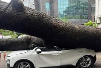 Bảo hiểm OPES ước chi trả 3 tỷ đồng sau bão 