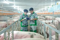 BAF Việt Nam (BAF): Tăng tốc chuẩn hóa, mở đường cho đột phá lợi nhuận 2026 