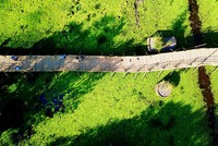 Nhìn từ trên cao, cây cầu tre vạn bước tựa như con rồng khổng lồ trườn mình uốn lượn quanh rừng tràm Trà Sư.