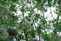 Nuôi cá trong rừng