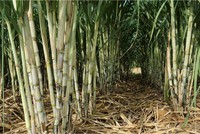 Áp thuế chống bán phá giá, chống trợ cấp 47,64% với mía đường Thái Lan